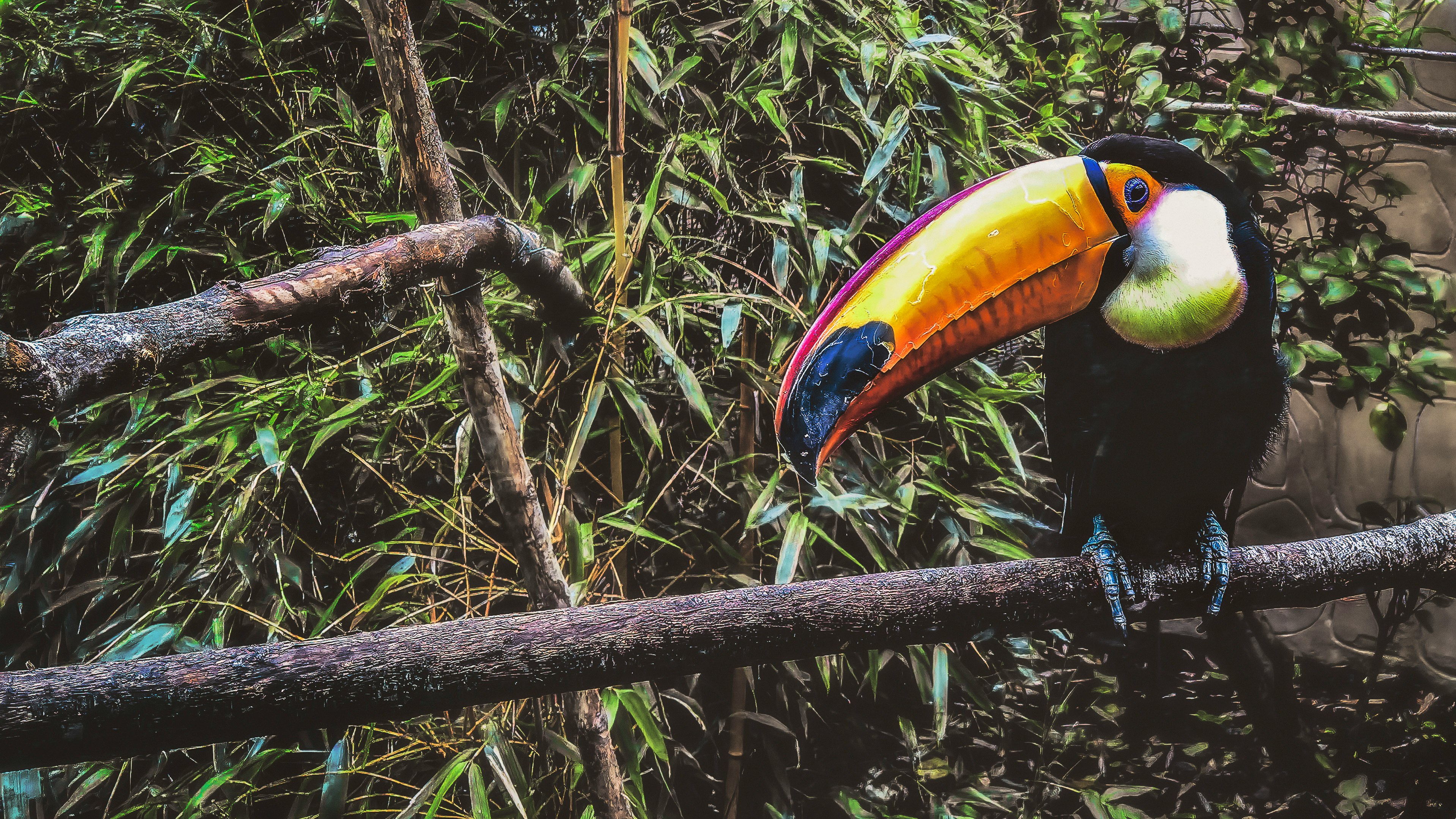 black and yellow toucan bird